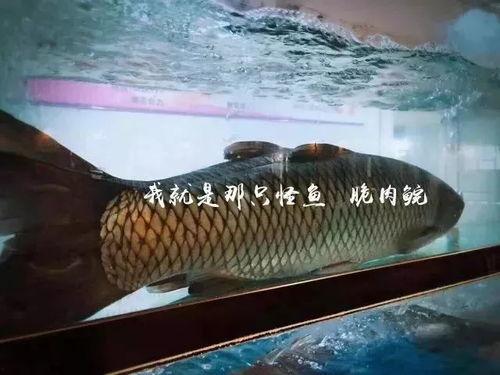 娱乐圈爆料贴会飞的鱼,会飞的鱼背后的惊人真相  第3张