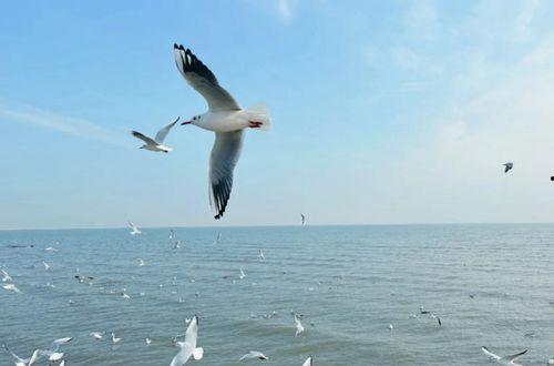 天津海鸥爆料视频曝光是真的吗,天津海鸥爆料视频真实性揭秘 第3张 天津海鸥爆料视频曝光是真的吗,天津海鸥爆料视频真实性揭秘 第3张